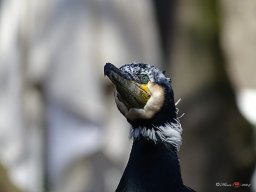 Tiergarten Schönbrunn am 23.03.2023